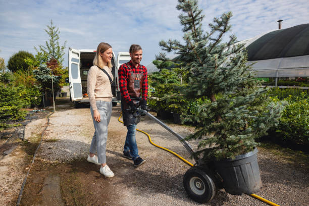 Reliable Wisner, NE Tree Services Solutions